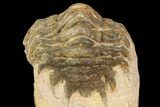 Bargain, Crotalocephalina Trilobite - Foum Zguid, Morocco #84706-4